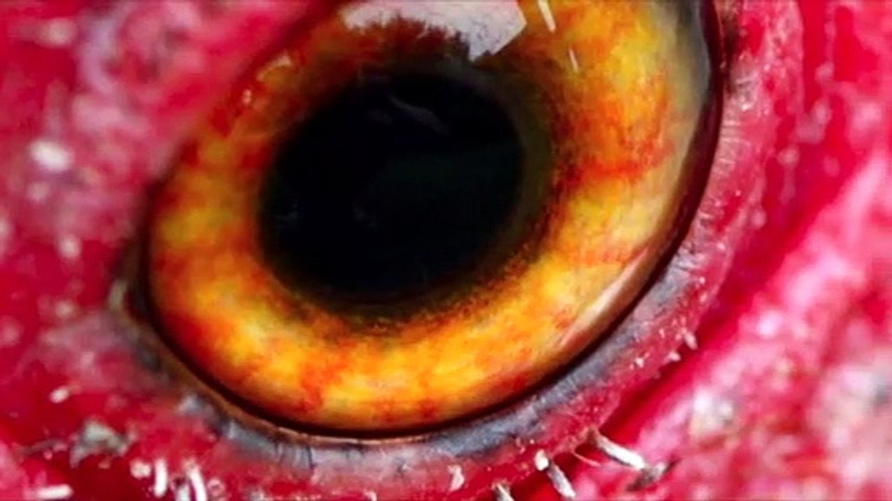 Beneath clouds speech persona lena 04 picture