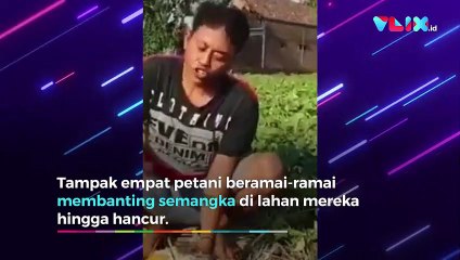 Jalan Dipenuhi Semangka Hancur, Petani Kecewa Gagal Panen