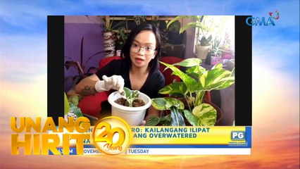 Unang Hirit: UH Plantitas: Halaman care tips ngayong maulan ang panahon!