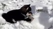 a 2-month-old puppy experiences snow for the first time - husky puppy's first time in snow