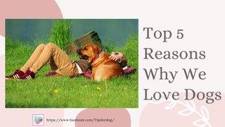Top 5 Reasons Why We Love Dogs