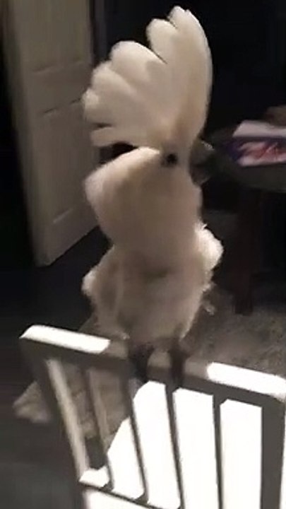 bird happily dances to music - bird dances to music