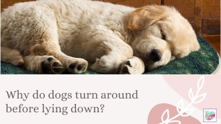 Why do dogs turn around before lying down