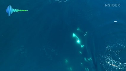 Orcas are under threat from man-made noise pollution. These scientists are fighting to protect them.