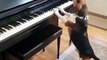 the dog plays and sings - watch this dog play the piano and sing | dog sings and plays piano too