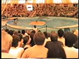 Dauphins (Europa-Park 1985)