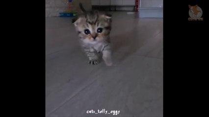 ♥Happy Cats Compilation - Cutest Cat Ever 2018♥ #1