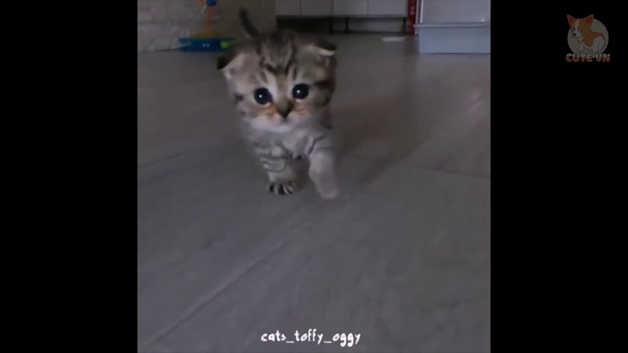 ♥Happy Cats Compilation - Cutest Cat Ever 2018♥ #1