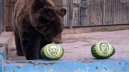 US #Elections2020: Siberian bear and tiger predict Biden victory