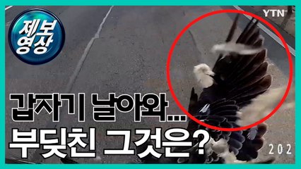 [제보영상] 갑자기 날아와 부딪친 그것의 정체는? / YTN
