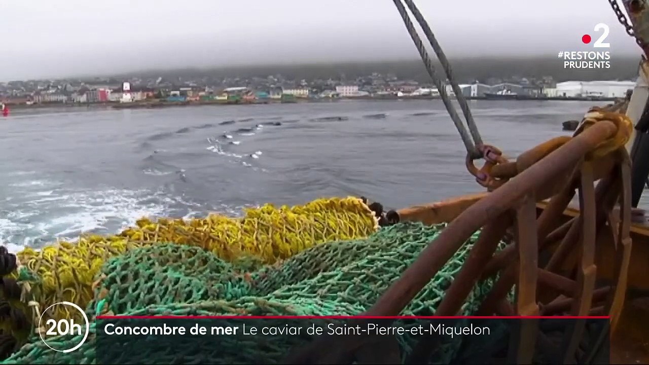 Saint-Pierre-et-Miquelon : le concombre de mer, le caviar de l'archipel