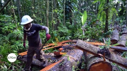 Martinique : Le travail du bois