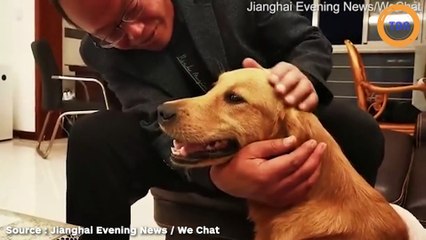 Ce chien a parcouru 100 kilomètres pour retrouver ses maîtres !