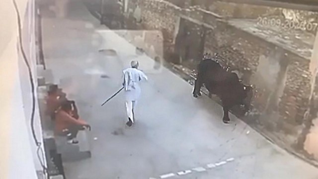 Il frappe un taureau avec un bâton et se fait corriger