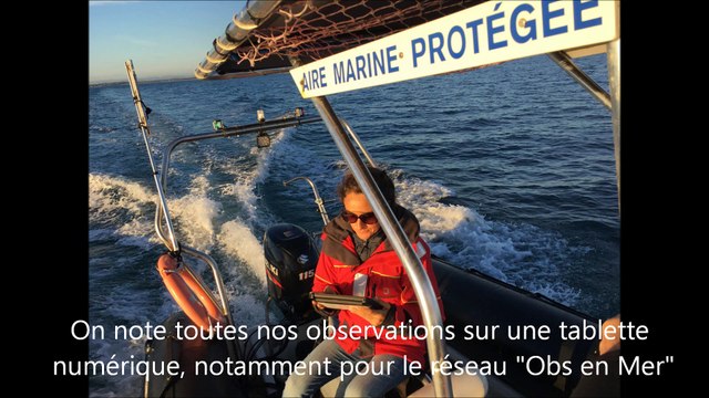 LE GRAU D'AGDE - Grands dauphins au large ! en route vers la côte des Pyrénées Orientales