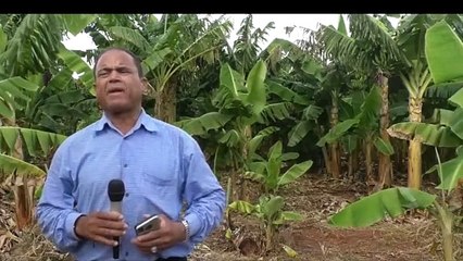 Piden apoyo Gobierno para incorporar 100 mil tareas al cultivo de plátanos en Pedernales