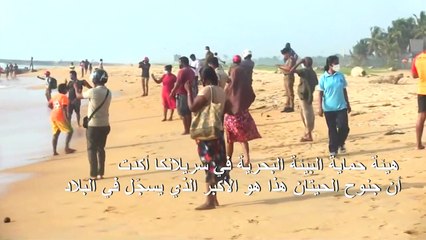 إنقاذ 120 حوتاً طياراً بعد جنوحها عند شواطئ سريلانكا