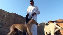 شاهد: تربية كلاب السلوقي مهنة رائجة في قرية سورية