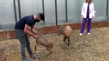 - 200 yaban hayvanı Kars'ta şifa buldu- Dağ keçilerinin bakıcılarıyla oyun onması ise dikkat çekti