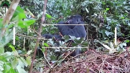 Uganda Safari Wildlife & Attractions - What You Should Expect To See