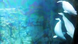 Aquarium video loop with relaxing background music_480p