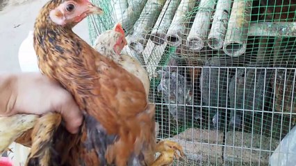 Bữa Cơm Gia Đình| Vợ Về Muộn - Family Dinner| She Comes Home From School Late