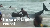 Des dauphins-pilotes échoués au Sri Lanka repoussés au large et sauvés par des habitants