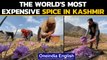 Kashmir saffron growers struggle to harvest expensive spice | Oneindia News