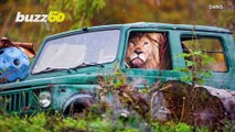 Photographer Snaps Photo of Lion Inside of Car Making It Appear as if He’s Driving!