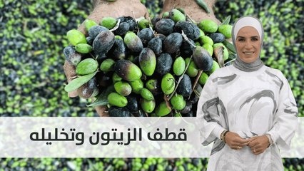 التوقيت المناسب لقطف الزيتون
