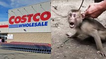 Costco Cancels Coconut Milk Sales After Company Uses Monkey Labor