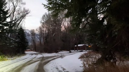 Famous Grizzly 399 and Four Cubs Wander Wyoming Neighborhood