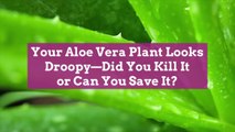 Your Aloe Vera Plant Looks Droopy—Did You Kill It or Can You Save It?