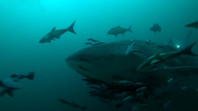 Ce requin baleine ne se déplace jamais seul... Magnifique