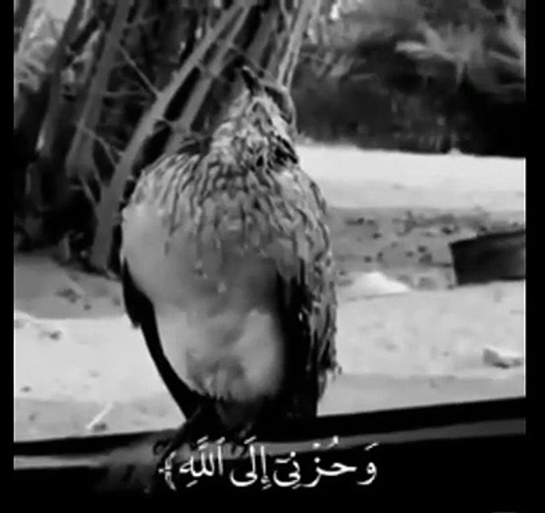 قران كريم حالات واتس اب--⏳(720P_HD)_1