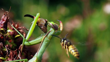 Wasp Annoying Praying Mantis While Eating in 4K