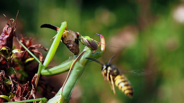 Wasp Annoying Praying Mantis While Eating in 4K