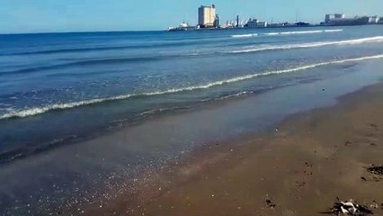 Barletta: ratto morto sulla spiaggia di Ponente