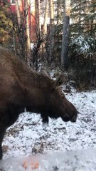 Moose Bluff Charges a Bull Moose
