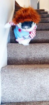 Pug Dons Iconic Halloween Costume