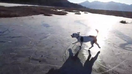 Trotting around the ice