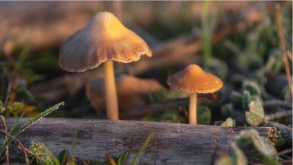 Washington, DC Voters Weigh In On Hallucinogenic Plants With Initiative 81