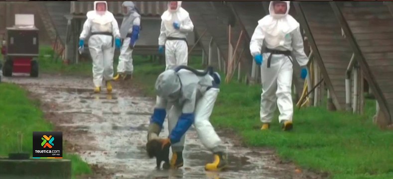 tn7-Dinamarca-sacrificará-17-millones-de-visones-por-mutación-del-coronavirus-061120