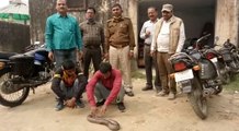 बस्ती: 10 लाख में हुई थी दुर्लभ प्रजाति के सांप की डील, पुलिस ने बेचने से पहले ऐसे पकड़ा तस्करों को