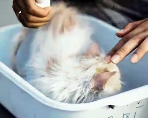 PALING LARIS, WA 0813-5356-1111 Pusat Obat Kutu Kucing Original