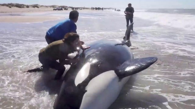 Rescue of 7 Orcas - 7 Orcas stranded in La Caleta beach (Buenos Aires / Argentina)