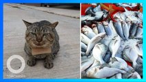 Hilang 3 Hari, Kucing Pulang Bawa Surat Hutang - TomoNews