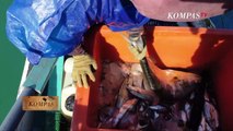 Trawl Masih Ancam Nelayan Tradisional - BERKAS KOMPAS (Bag 3 Tamat)