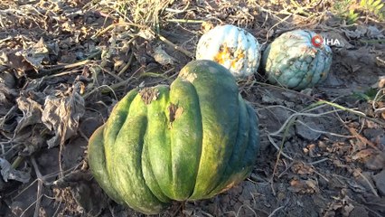 Muş’ta hasadı yapılan kışlık balkabağı çiftçinin geçim kaynağı oldu