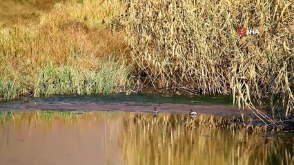 Yüksekova’da yaban ördekleriyle gelen sonbahar güzelliği